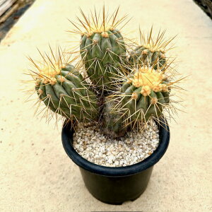 yCopiapoa SsA|A MKeBAzǗ@t4.5 T{e A  A A i  CeA ϗtA O[ lC  v[g Mtg  V