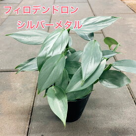 フィロデンドロン シルバーメタル 観葉植物 3.5号鉢 鉢植え レア 希少 シルバーリーフ モダン おしゃれ グリーン インスタ映え 美しい葉 ハンキング 室内園芸 耐陰性 ツル植物 プレゼント ギフト 贈り物 ブラック鉢