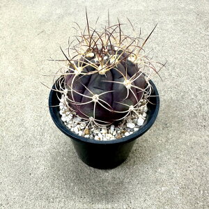 yGimnocalycium MmJVE `ہzǗ@t3 T{e A  A A i  CeA ϗtA O[ lC  v[g Mtg  