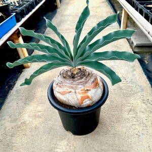 yBoophane u[n haemanthoides nG}\CfXzǗ@t6 T{e A  A A i  CeA ϗtA O[ lC  v[g Mtg 