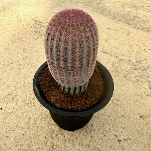 yEchinocereus GLmZEX zijzǗ@t3 T{e A  A A i  CeA ϗtA O[ lC  v[g Mtg 