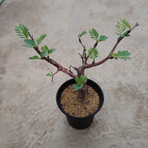 yZi fBIiXzǗ@t3.5 T{e A  A A i  CeA ϗtA O[ lC  v[g Mtg  V 