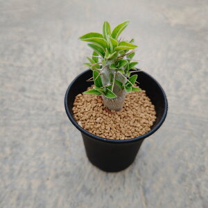 ypL|fBE nzǗ@t3 T{e A  A A i  CeA ϗtA O[ lC  v[g Mtg  V z