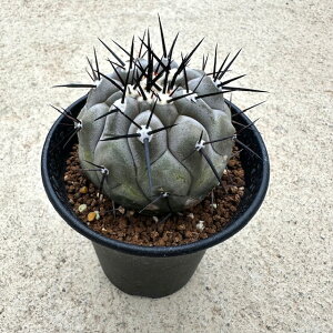 yCopiapoa VlAijzǗ@t3 T{e A  A A i  CeA ϗtA O[ lC  v[g Mtg  V z