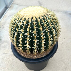 【Echinocactus エキノカクタス プラチナ金鯱(実)】管理方法付き7号鉢 サボテン 多肉植物 希少 珍奇植物 レア 珍品 珍しい インテリア 観葉植物 グリーン 人気 おうち時間 プレゼント ギフト お