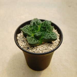 yAIJvX IRWzǗ@t4 T{e A  A A i  CeA ϗtA O[ lC  v[g Mtg  V 