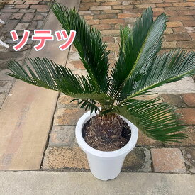 【数量限定】蘇鉄（ソテツ）常緑低木 苗 6号鉢南国調 存在感抜群 裸子植物 ドライガーデン 仕事運アップ 商売運アップ 風水 ラッキーアイテム グリーンインテリア インテリア おしゃれ 個性的 丈夫で育てやすい 誕生日 贈り物 ギフト
