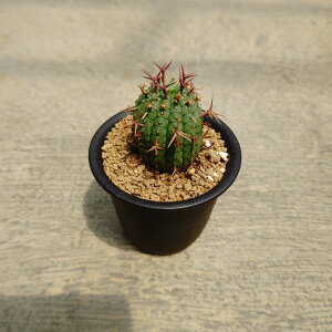 【ユーフォルビア 群星冠】管理方法付き3号鉢 サボテン 多肉植物 希少 珍奇植物 レア 珍品 珍しい インテリア 観葉植物 グリーン 人気 おうち時間 プレゼント ギフト おしゃれ 新生活 引っ越