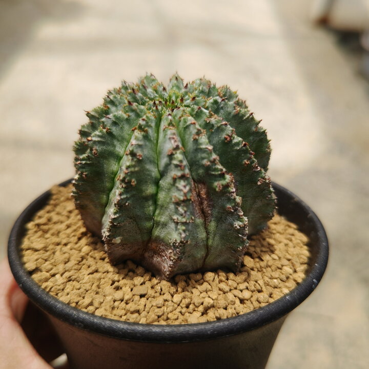ヴィンテージ 乗り越え リメイク鉢 3号鉢 多肉植物 サボテン