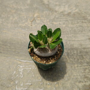 ypL|fBE ERLTczǗ@t3 T{e A  A A i  CeA ϗtA O[ lC  v[g Mtg  V