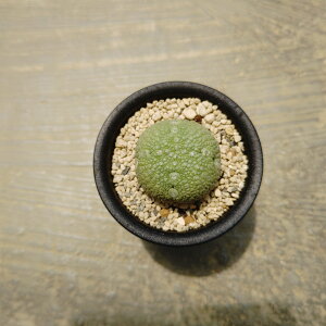 yvZEhgX ~OCeBkXzǗ@t3.5 T{e A  A A i  CeA ϗtA O[ lC  v[g Mtg  