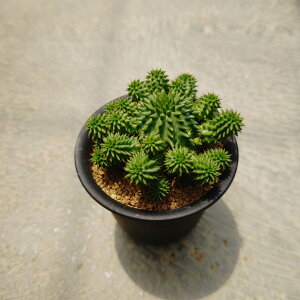 y[tHrA XUiGzǗ@t3.5 T{e A  A A i  CeA ϗtA O[ lC  v[g Mtg  V 