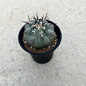 yCopiapoa RsA|A VlAijzǗ@t2.5 T{e A  A A i  CeA ϗtA O[ lC  v[g Mtg  