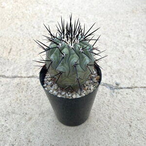 yCopiapoa RsA|A ہijzǗ@t2.5 T{e A  A A i  CeA ϗtA O[ lC  v[g Mtg  V