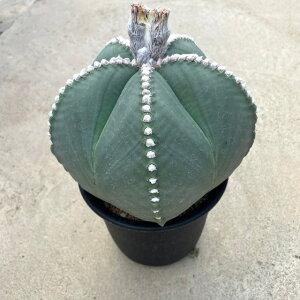 yAstrophytum AXgtBc ۃwLijzǗ@t4 T{e A  A A i  CeA ϗtA O[ lC  v[g Mtg