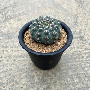 yGimnocalycium MmJLE [ʁijzǗ@tT{e A  A A i  CeA ϗtA O[ lC  v[g Mtg  