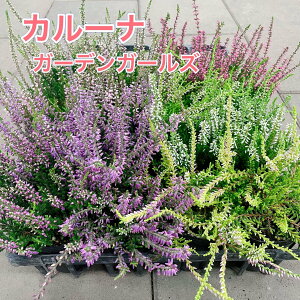 y3_ZbgIzJ[i ԐF͂܂2.5`3|bgc c ԕc 񂹐A nLOoXPbg Ԓd [t A   HF H ~