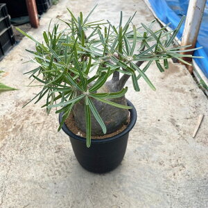 yPachypodium pL|W[@OLXz5 Ǘ@tT{e A  A A i  CeA ϗtA O[ lC  v[g Mtg 