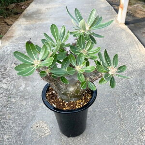 yPachypodium pL|W[@eVt[zǗ@t4 T{e A  A A i  CeA ϗtA O[ lC  v[g Mtg 