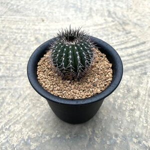 yUebelmannia [x}jA V[ijzǗ@t2 T{e A  A A i  CeA ϗtA O[ lC  v[g Mtg 