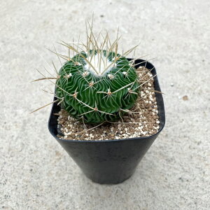 yEchinocossulocactus GLmtHXJN^X ggijzǗ@t2.5 T{e A  A A i  CeA ϗtA O[ lC  v[