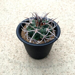 【Cymnocalycium ギムノカリキウム フェロシオール】管理方法付き2.5号鉢 サボテン 多肉植物 希少 珍奇植物 レア 珍品 珍しい インテリア 観葉植物 グリーン 人気 おうち時間 プレゼント ギフト