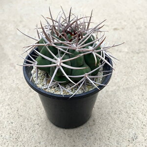 yGymnocalycium MmJLE tFVI[zǗ@t3 T{e A  A A i  CeA ϗtA O[ lC  v[g Mtg 