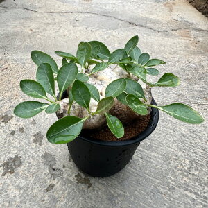 yPachypodium pL|W[ urJEzǗ@t4 T{e A  A A i  CeA ϗtA O[ lC  v[g Mtg 