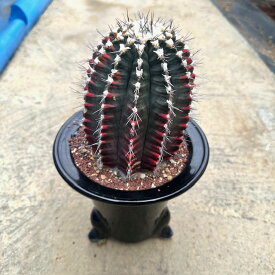 【Gimnocalycium ギムノカリシウム 緋牡丹錦（実） 】管理方法付き5号鉢 サボテン 多肉植物 希少 珍奇植物 レア 珍品 珍しい インテリア 観葉植物 グリーン 人気 おうち時間 プレゼント ギフト おしゃれ 新生活 引っ越し 新築祝