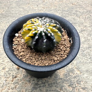 yDiscocactus fBXRJX^X zXeB[ zǗ@t2.5 T{e A  A A i  CeA ϗtA O[ lC  v[g Mtg 