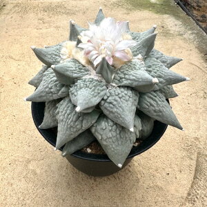 【Ariocarpus アリオカルプス 大疣花牡丹 】管理方法付き6号鉢 サボテン 多肉植物 希少 珍奇植物 レア 珍品 珍しい インテリア 観葉植物 グリーン 人気 おうち時間 プレゼント ギフト おしゃれ