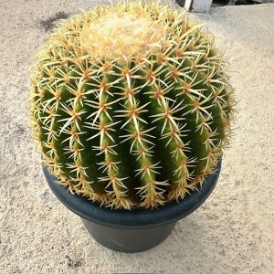 yEchinocactus GLmJN^X v`íiႿjij zǗ@t5 T{e A  A A i  CeA ϗtA O[ lC  v[