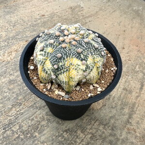 yAstrophytum AXgtBc сiԂƂɂjij zǗ@t4 T{e A  A A i  CeA ϗtA O[ lC  v[