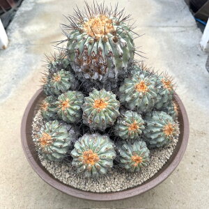 yCopiapoa SsA|A MKeBA zǗ@t10 T{e A  A A i  CeA ϗtA O[ lC  v[g Mtg  V