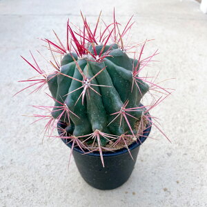 【Ferocactus フェロカクタス 赤凰】管理方法付き4号鉢 サボテン 多肉植物 希少 珍奇植物 レア 珍品 珍しい インテリア 観葉植物 グリーン 人気 おうち時間 プレゼント ギフト おしゃれ 新生活