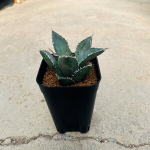 yAgabe AKx IeC C zǗ@t3 T{e A  A A i  CeA ϗtA O[ lC  v[g Mtg  V 