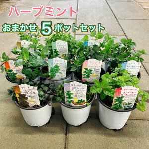 y߃n[u~gc5|bgZbgzn[u bNX  bNX K[fjO Hp p |  񂹐A Ԃy ԕc Zbg ͔| ƒ؉ V V