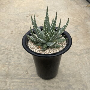 Aloe AG veVX@Ǘ@t3.5 T{e A  A A i  CeA ϗtA O[ lC  v[g Mtg 
