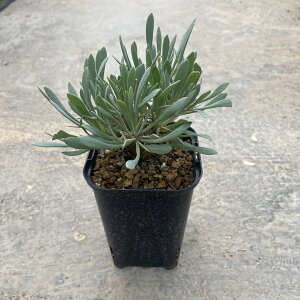 Othonna Igi [zrICfXij@Ǘ@t2.5 T{e A  A A i  CeA ϗtA O[ lC  v[g Mtg 