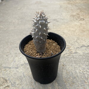 Pachypodium pL|fBE fVtij@Ǘ@t2.5 T{e A  A A i  CeA ϗtA O[ lC  v[g Mg 