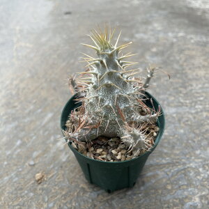 Pachypodium pL|fBE OLXij@Ǘ@t2.5 T{e A  A A i  CeA ϗtA O[ lC  v[g Mtg 