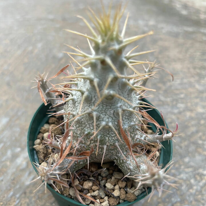 楽天市場】Pachypodium パキポディウム グラキリス（実） 管理方法付き 
