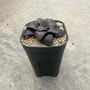 Haworthia nI`A @Ǘ@t2.5 T{e A  A A i  CeA ϗtA O[ lC  v[g Mtg 