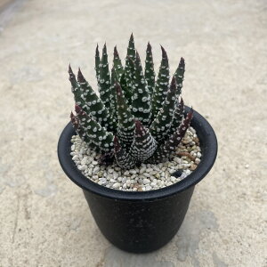 Haworthia ハオルチア 特選冬の星座 管理方法付き2.5号鉢 サボテン 多肉植物 希少 珍奇植物 レア 珍品 珍しい インテリア 観葉植物 グリーン 人気 おうち時間 プレゼント ギフト おしゃれ