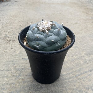 Haworthia nI`A I~̐@Ǘ@t2.5 T{e A  A A i  CeA ϗtA O[ lC  v[g Mtg 