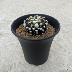 Mammillaria }~A ij@Ǘ@t2.5 T{e A  A A i  CeA ϗtA O[ lC  v[g Mtg 