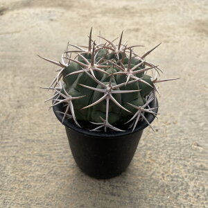 Gimnocalycium MmJLE tFVI[ij@Ǘ@t2.5 T{e A  A A i  CeA ϗtA O[ lC  v[g M