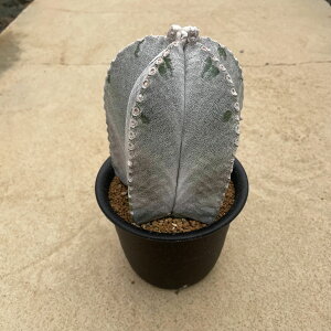 Astrophytum AXgtBc @|[ʁ@Ǘ@t4 T{e A  A A i  CeA ϗtA O[ lC  v[g Mtg 