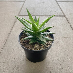 ALOE AG ~jx@Ǘ@t3 T{e A  A A i  CeA ϗtA O[ lC  v[g Mtg 