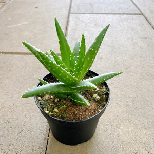 ALOE AG NXr[@Ǘ@t3 T{e A  A A i  CeA ϗtA O[ lC  v[g Mtg 